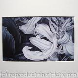 Tulipmania 11 - Print White Mount