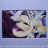 Tulipmania 11 - Print Blue Mount