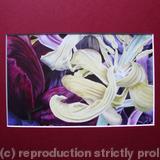 Tulipmania 11 - Print Burgandy Mount