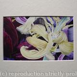 Tulipmania 11 - Print Cream Mount