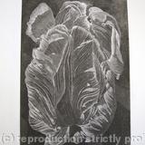 Tulipmania 20 - Etching
