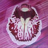 Abstract Orchid 1