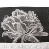 Cool Cystal Aquatint Etching B/W