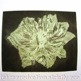 Caspin Dark Aquatint Etching Lt Green