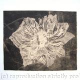 Caspin Dark Aquatint Etching Peach