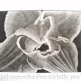 Compostella Tulip Aquatint Etching B/W