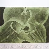 Compostella Tulip Aquatint Etching Lt Green