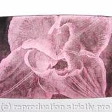Compostella Tulip Aquatint Etching Pink