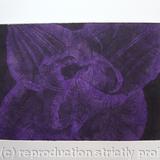 Compostella Tulip Aquatint Etching Purple