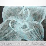 Compostella Tulip Aquatint Etching Turq