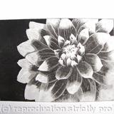 Dahlia1 BW