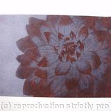 Dahlia1 brown