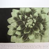 Dahlia1 lt green