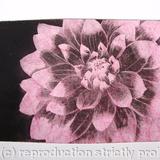 Dahlia1 pink