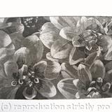 Dahlia 2 B/W