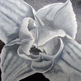 Compostella Tulip B/W