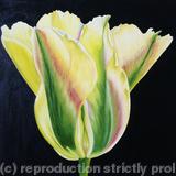 Golden Artist Tulip