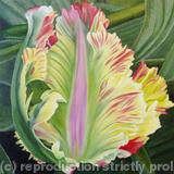 Flaming Parrot Tulip