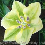 Spring Green Tulip