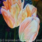 Orange Emperor Tulip 1