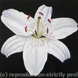 White Lily