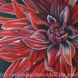 Red Dahilia