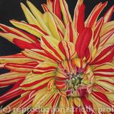 Striped Vulcan Dahlia