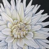 Dahlia White Moonlight