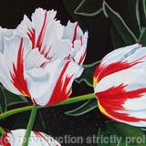 Happy Generation Tulips - SOLD