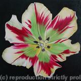 Flaming Spring Green Tulip