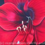 Amaryllis 2