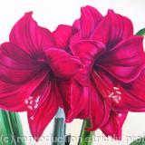 Amaryllis 1