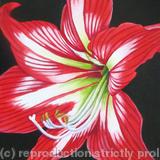 Amaryllis 3