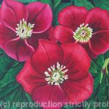 Red Hellebores