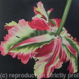 Double Flaming Parrot Tulip