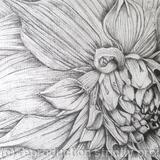 B/W Dahlia Flower 4 - SOLD