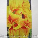 Compostella Tulip - Print