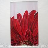 Red Gerbera - Print
