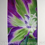 Nightrider Tulip - Print