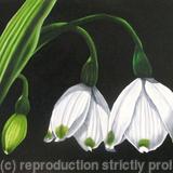 Snowdrop 3