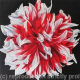 Dahlia Santa Claus