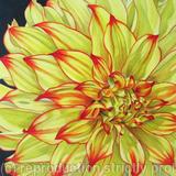 Dahlia Lady Darlene