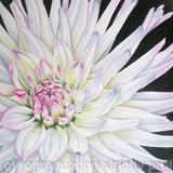 Dahlia Park Princess