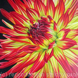 Dahlia Weston Spanish Dancer