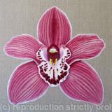 Orchid Summer Geyser Candy