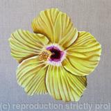 Yellow Hibiscus