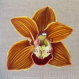 Orchid Charlie Brown 