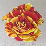 Heirloom Gannan Rose