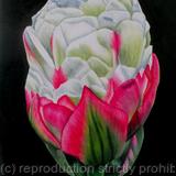 Ice Cream Tulip