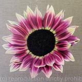 Sunflower Strawberry Blonde